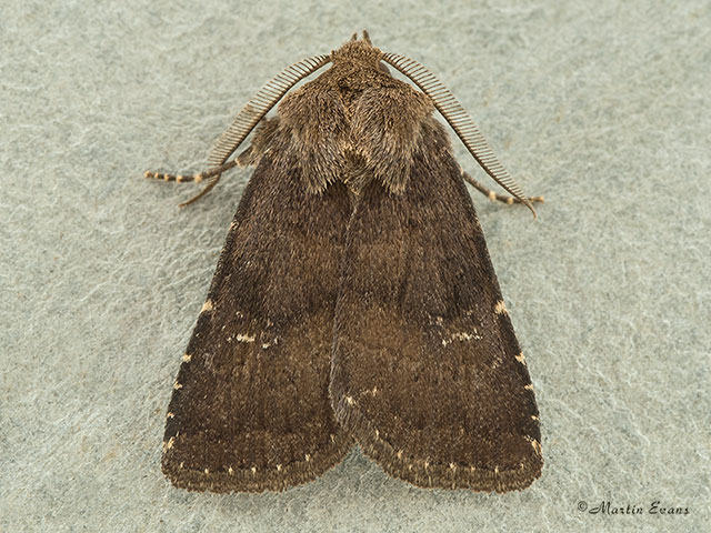  73.102 Brown Rustic Copyright Martin Evans 
