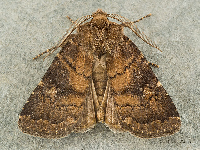  73.102 Brown Rustic Copyright Martin Evans 