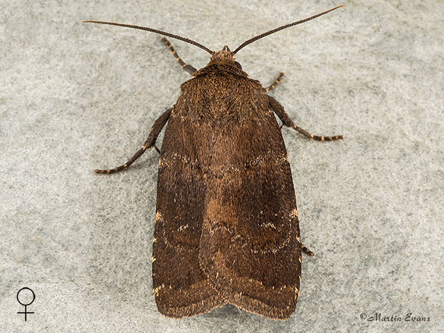  73.102 Brown Rustic female Copyright Martin Evans 