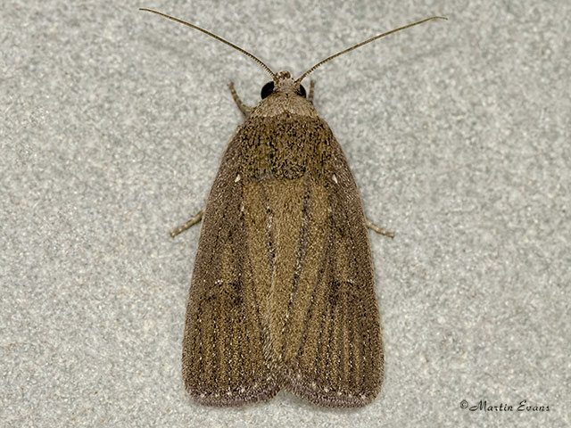 73.104 Porter's Rustic Copyright Martin Evans 