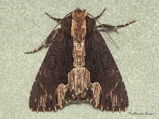 73.105 Bird's Wing Copyright Martin Evans 