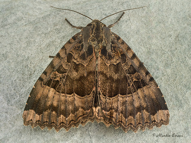  73.107 Old Lady Copyright Martin Evans 