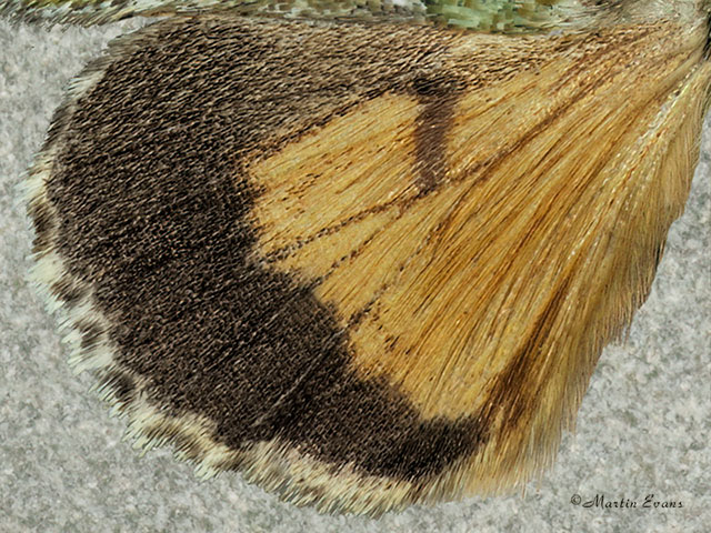  73.108 Guernsey Underwing Copyright Martin Evans 