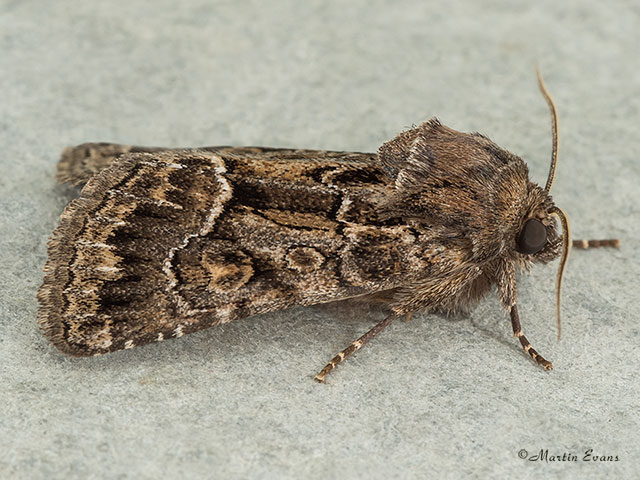  73.109 Straw Underwing Copyright Martin Evans 