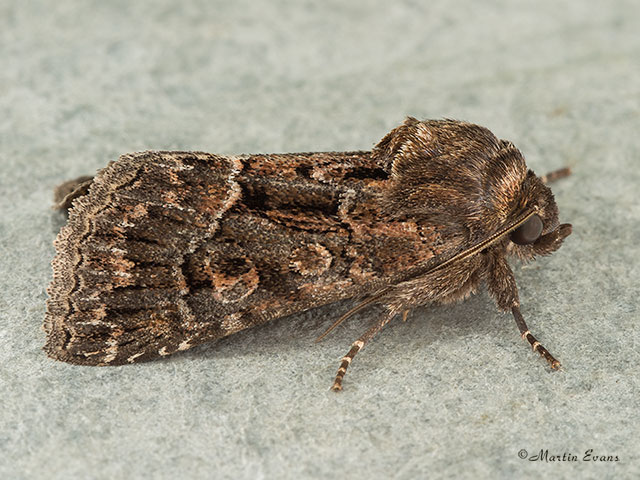  73.109 Straw Underwing Copyright Martin Evans 
