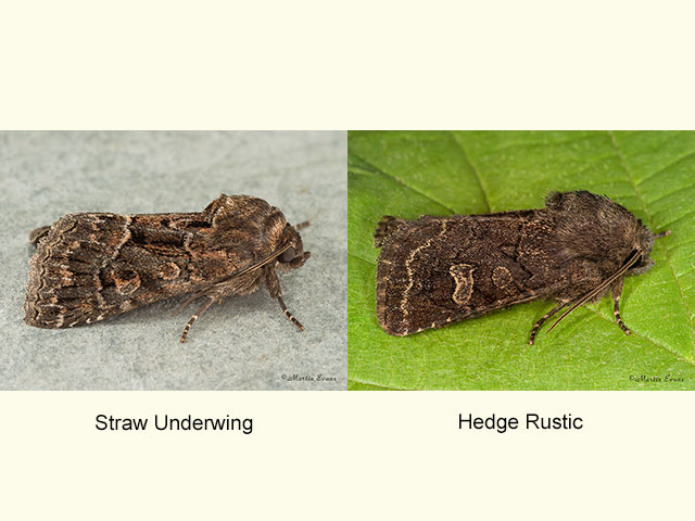  73.109 Straw Underwing and Hedge Rustic Copyright Martin Evan 