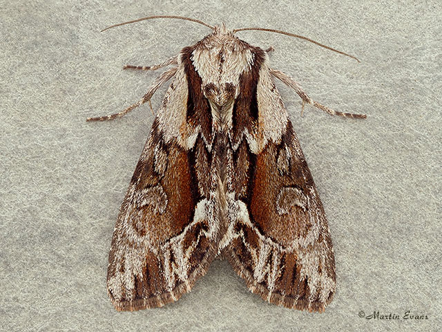  73.110 Saxon Copyright Martin Evans 