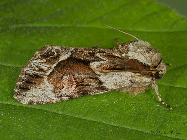  73.110 Saxon Copyright Martin Evans 