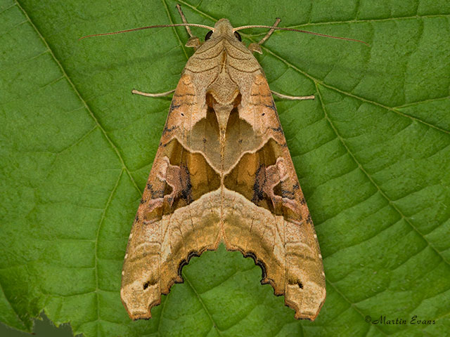  73.113 Angle Shades Copyright Martin Evans 