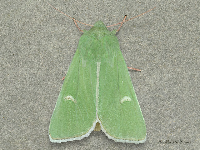  73.116 Burren Green Copyright Martin Evans