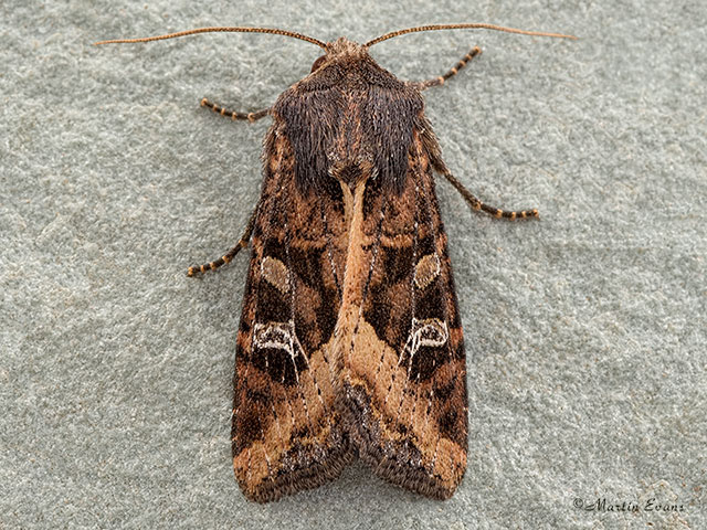  73.119 Crescent Copyright Martin Evans 