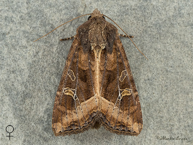  73.119 Crescent female Copyright Martin Evans 