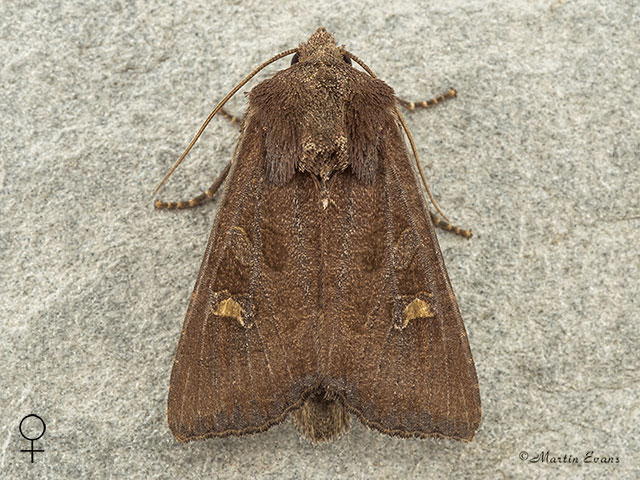  73.119 Crescent female Copyright Martin Evans 