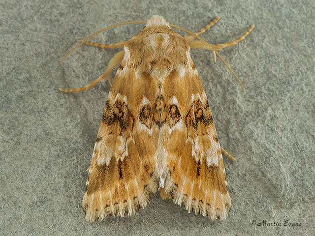  73.120 Dusky Sallow Copyright Martin Evans 