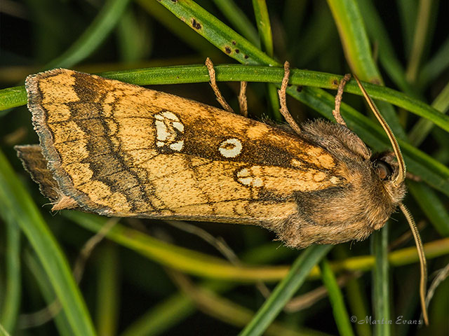  73.122 Fisher's Estuarine Moth Copyright Martin Evans 