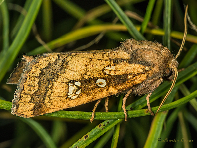  73.122 Fisher's Estuarine Moth Copyright Martin Evans 
