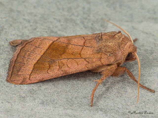  73.123 Rosy Rustic Copyright Martin Evans 
