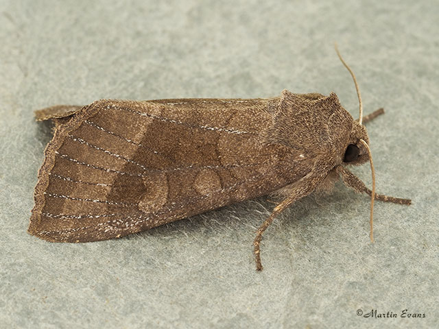  73.124 Butterbur Copyright Martin Evans 
