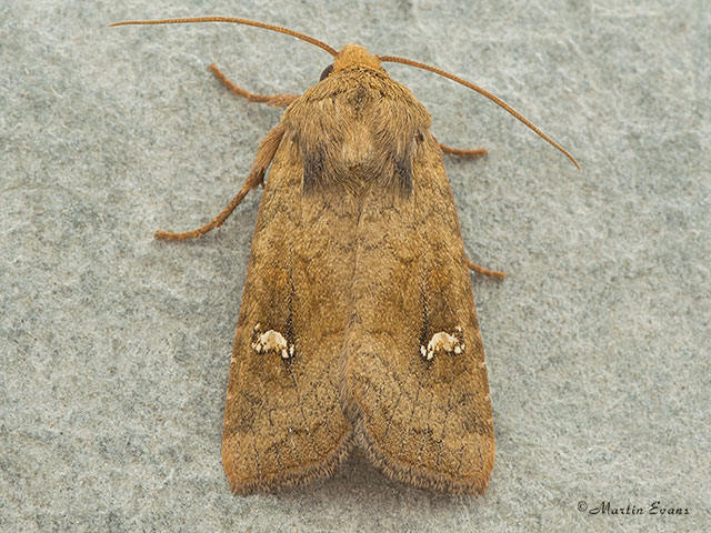  73.126 Saltern Ear Copyright Martin Evans 