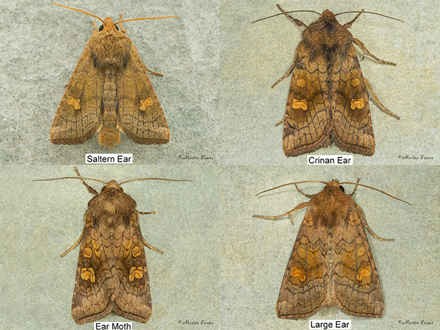  73.126 Saltern Ear similar ear species Copyright Martin Evans 