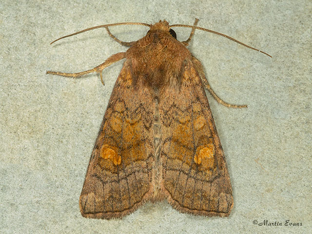  3.127 Large Ear Copyright Martin Evans 
