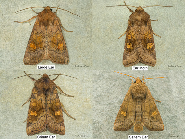  3.127 Large Ear and similar ear species Copyright Martin Evans 