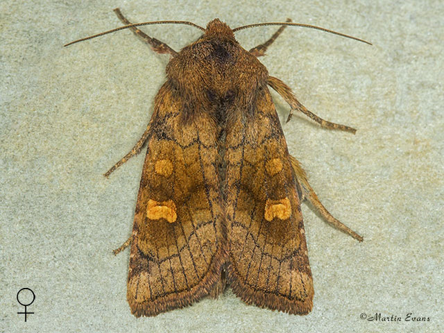  73.129 Crinan Ear female Copyright Martin Evans 
