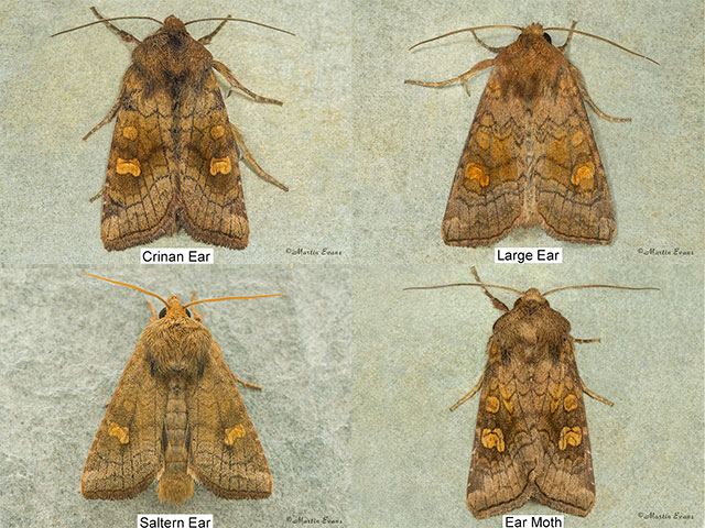 73.129 Crinan Ear and similar ear species Copyright Martin Evans 