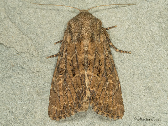  73.131 Flounced Rustic Copyright Martin Evans 