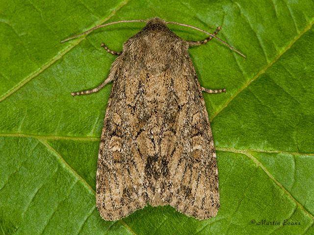  73.131 Flounced Rustic Copyright Martin Evans 