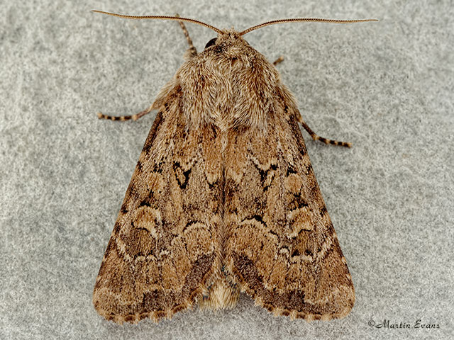  73.131 Flounced Rustic Copyright Martin Evans 