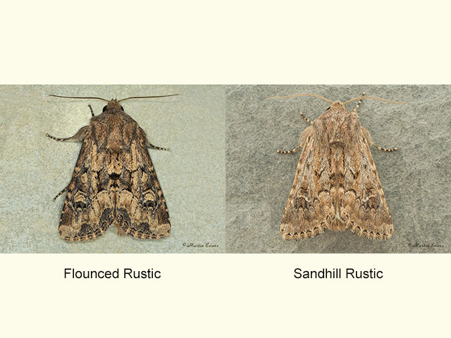  73.131 Flounced Rustic and Sandhill Rustic ssp.gueneei Copyright Martin Evans 