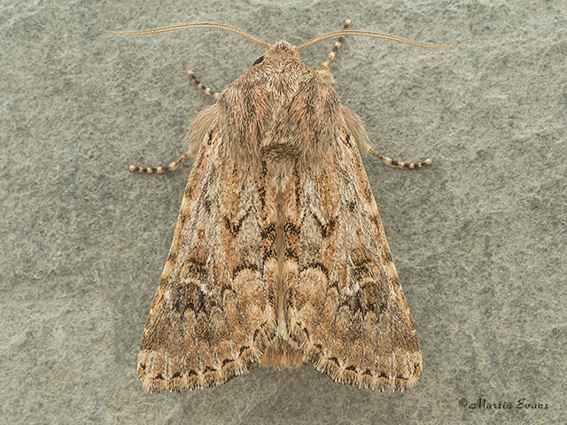  73.132 Sandhill Rustic ssp.gueneei Copyright Martin Evans 