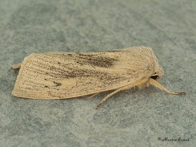  73.134 Large Wainscot Copyright Martin Evans 