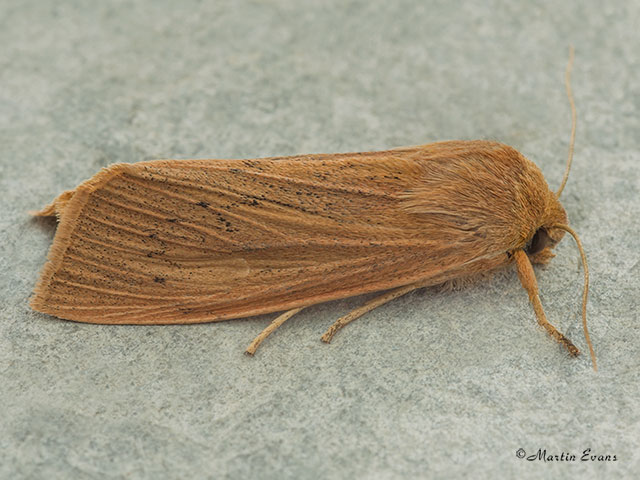  73.134 Large Wainscot Copyright Martin Evans 