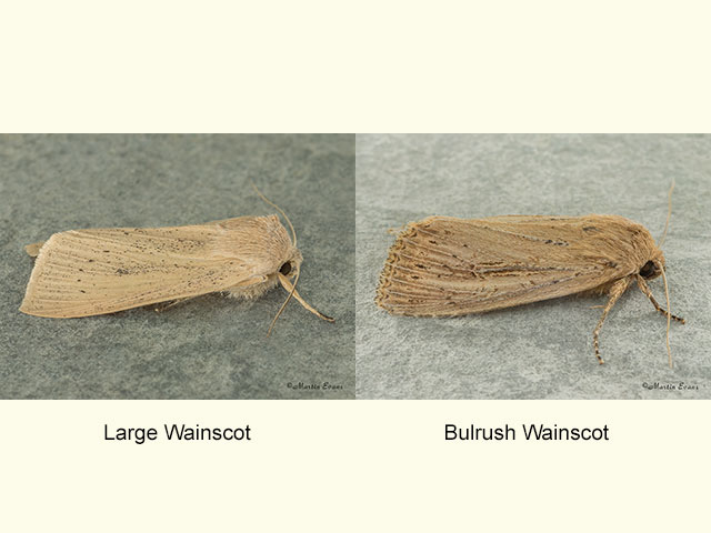  73.134 Large Wainscot and Bulrush Wainscot Copyright Martin Evans 
