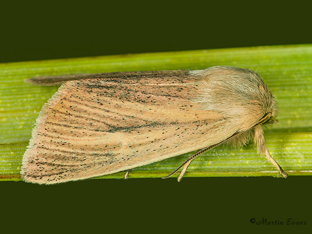  73.135 Blair's Wainscot Copyright Martin Evans 