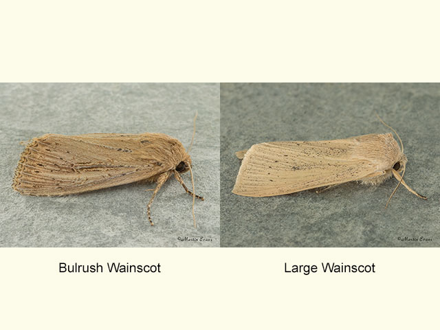  73.136 Bulrush Wainscot and Large Wainscot Copyright Martin Evans 