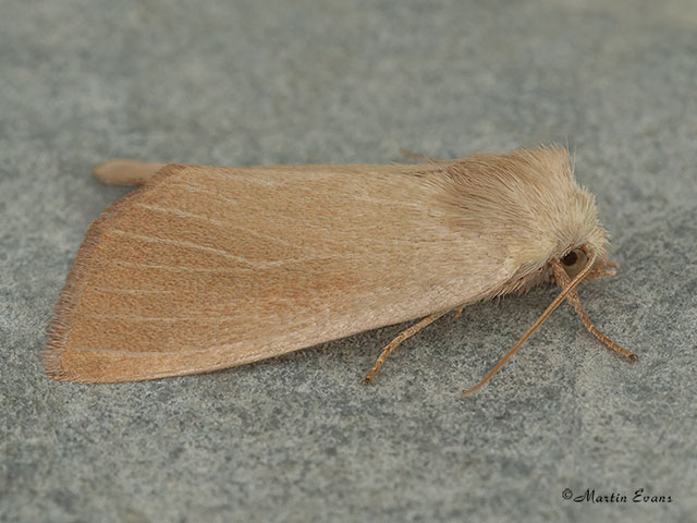  73.137 Fen Wainscot Copyright Martin Evans 