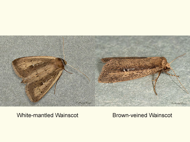  73.140 White-mantled Wainscot and Brown-veined Wainscot Copyright Martin Evans 