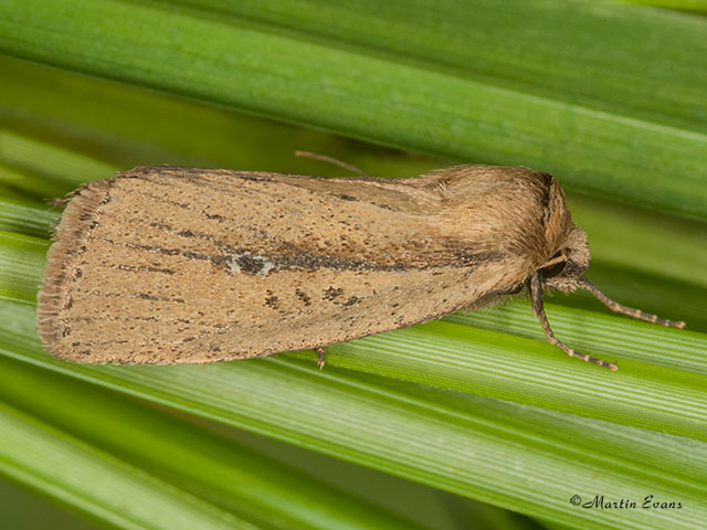  73.141 Brown-veined Wainscot Copyright Martin Evans 