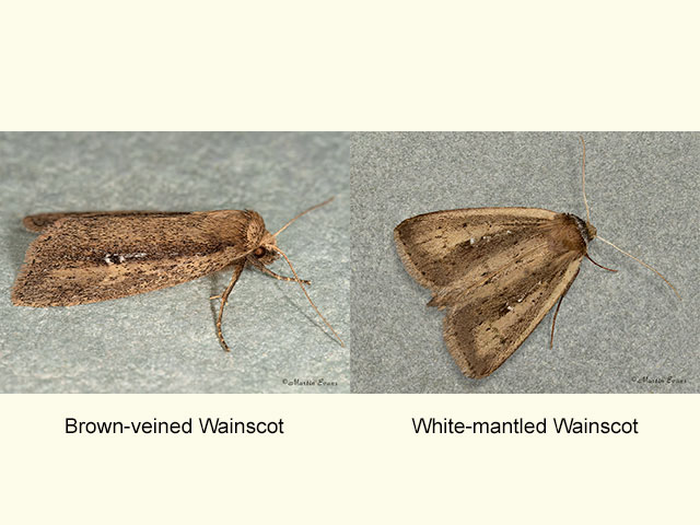  73.141 Brown-veined Wainscot and White-mantled Wainscot Copyright Martin Evans 