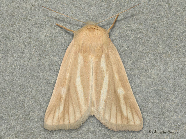  73.143 Brighton Wainscot Copyright Martin Evans