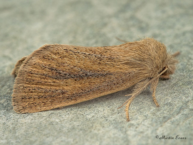  73.144 Small Wainscot Copyright Martin Evans 