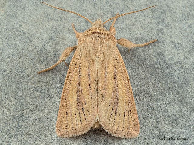  73.144 Small Wainscot Copyright Martin Evans 