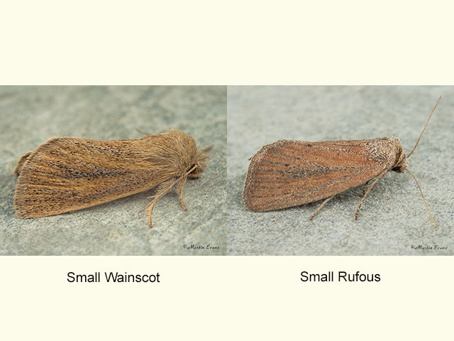  73.144 Small Wainscot and Mere Wainscot Copyright Martin Evans 