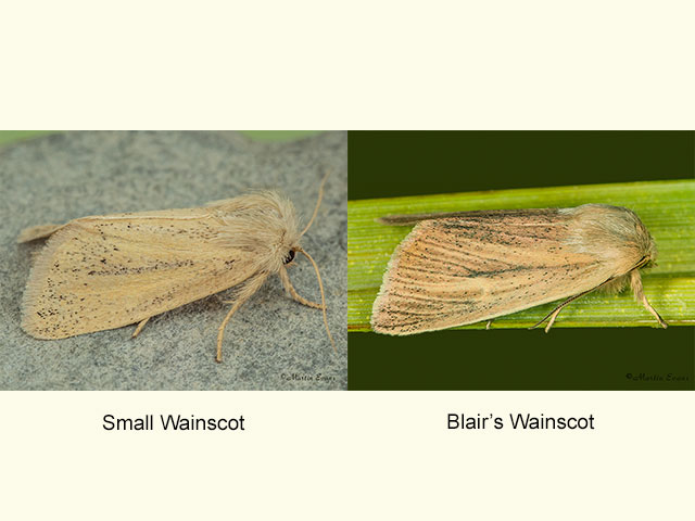  73.144 Small Wainscot and Blair's Wainscot Copyright Martin Evans 