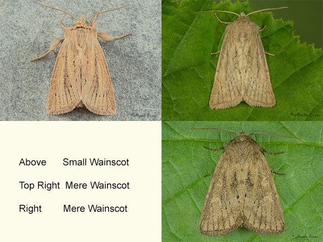  73.144 Small Wainscot and Mere Wainscot Copyright Martin Evans 