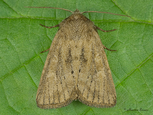  73.145 Mere Wainscot Copyright Martin Evans 
