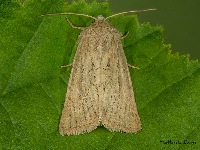  73.145 Mere Wainscot Copyright Martin Evans 